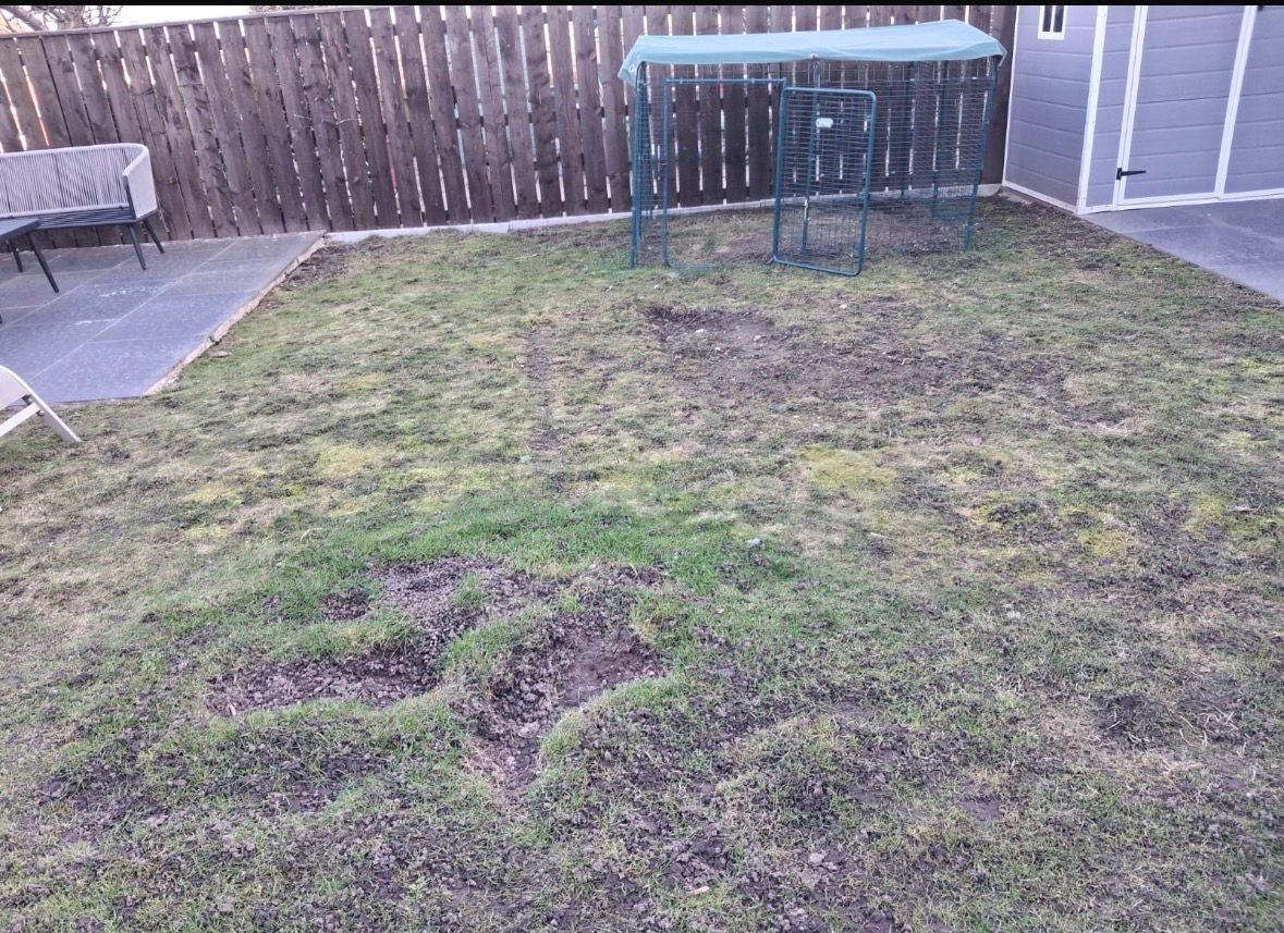 Overgrown mossy lawn before replacement in Walker